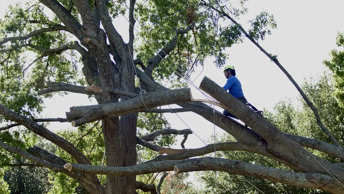 Professional Crown Thinning performed by certified arborists in Bonnerdale
